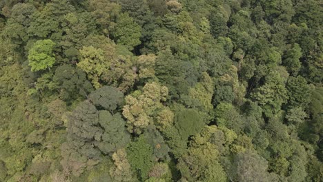 Aerial-drone-shot-of-lush-green-tropical-exotic-rain-forest-jungle-on-a-Island-in-Thailand