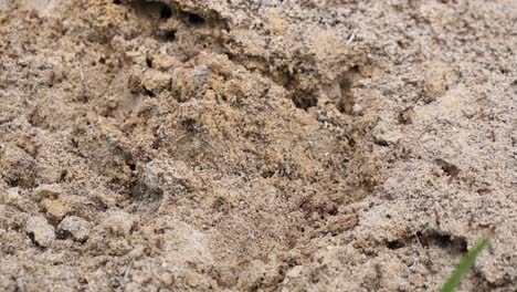 thousands of fire ants work on the side of a mound to make repairs