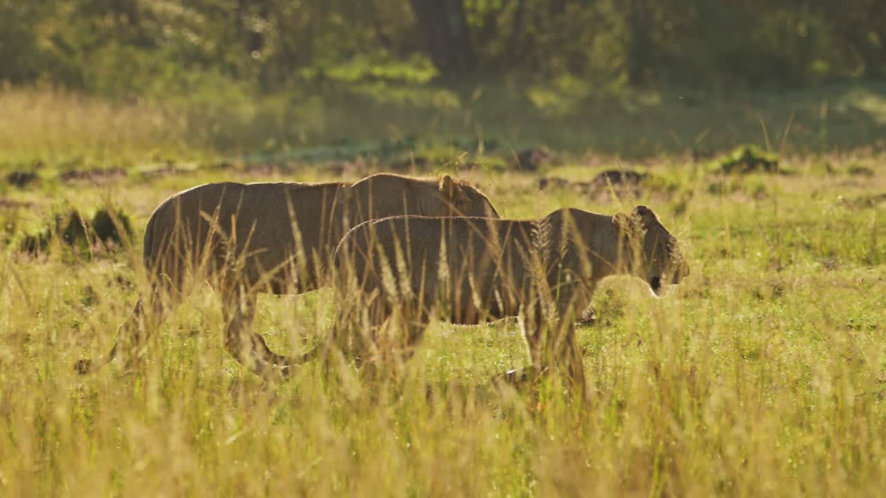 서서히 움직이는 젊은 사자의 사진. 해가 지는 동안 울창한 풍경을  ⁇ 고, 중요한 마사이 마라 북부 보호구역. 마사이 마라 국립 보호구역에서 동물들을 인간과의 상호 작용으로부터 보호합니다.