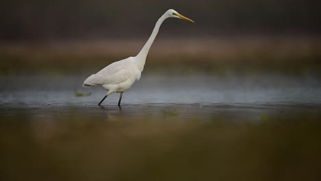 Great-Egret-Closeup-in-Lake-Side