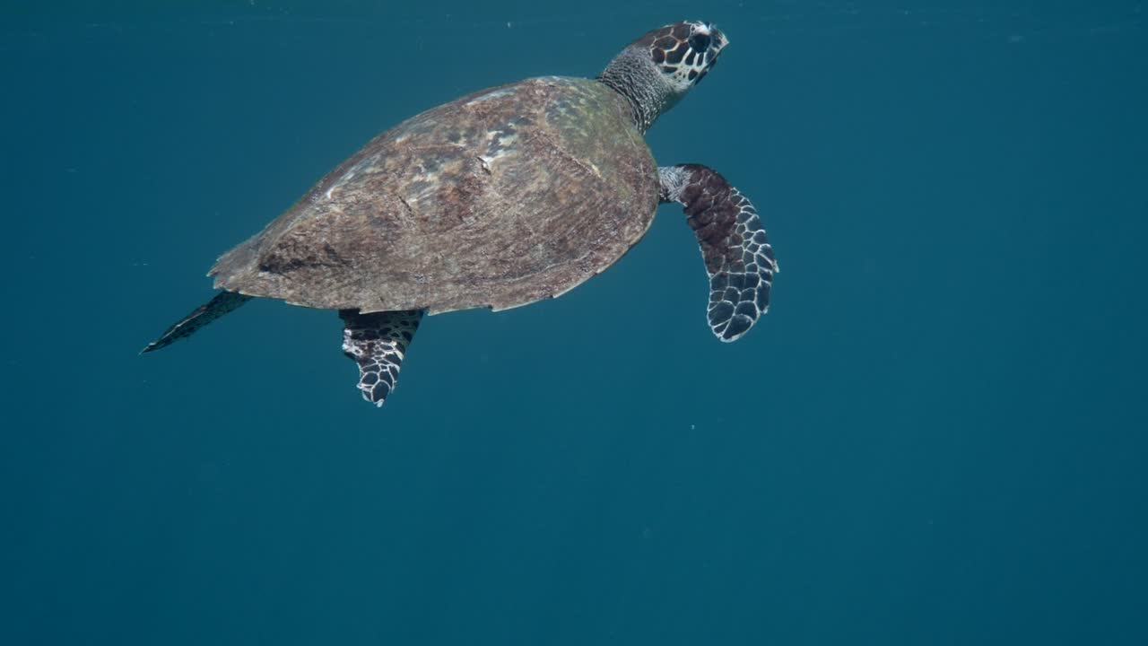 Hawksbill sea turtle slowly swimming in blue water through sunlight, try to find food on coral reef. Scuba on wildlife. Underwater marine life tropical turtle in wild nature