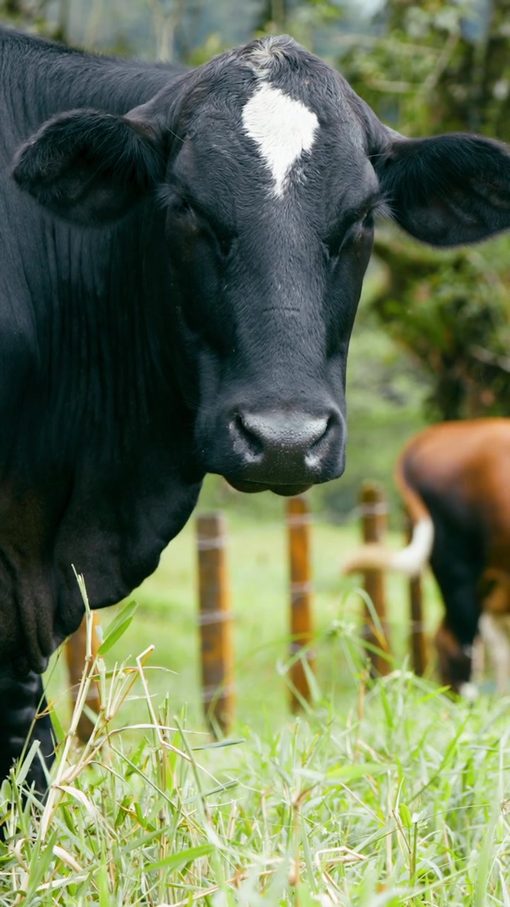 Sapi Hitam Berdiri di Padang Rumput Hijau
