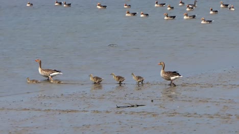los gansos grises con crías se siguen en fila hacia el agua para nadar