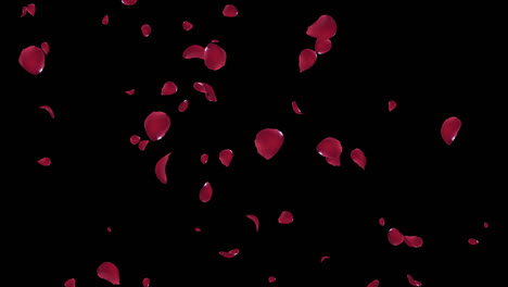 rose petals falling on black background