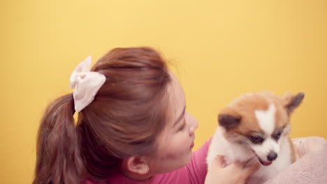 women love the animal playing with chihuahua mix pomeranian dogs for relaxation on bright yellow background-3