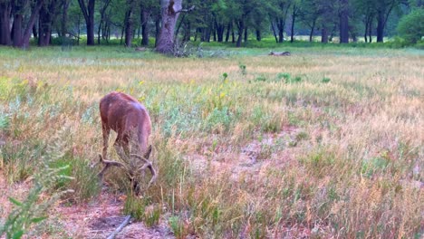 deers roaming in yosemite valley, during the summer of 2021, in california, usa