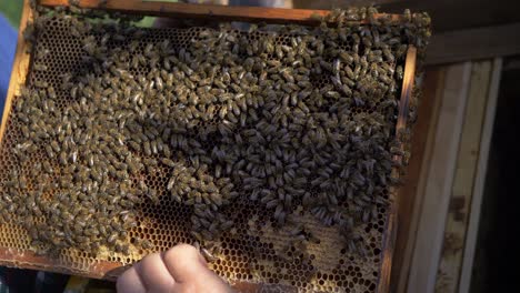 Aman working with honey frame