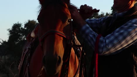 cowboy replaces halter on his horse for the reigns in the golden light