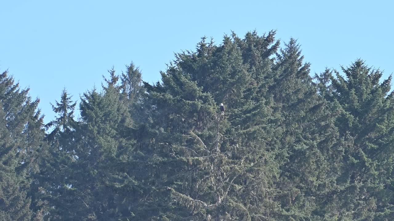 Smooth aerial shot of evergreen treetops set against a clear blue sky in Olympic National Park, Washington