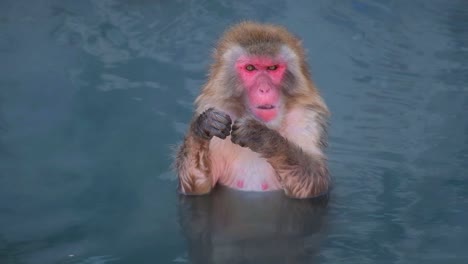 monkey onsen, video took in hakodate - feb 2019 close up of a monkey having a good time in the hot spring monkey chewing in the hot pool