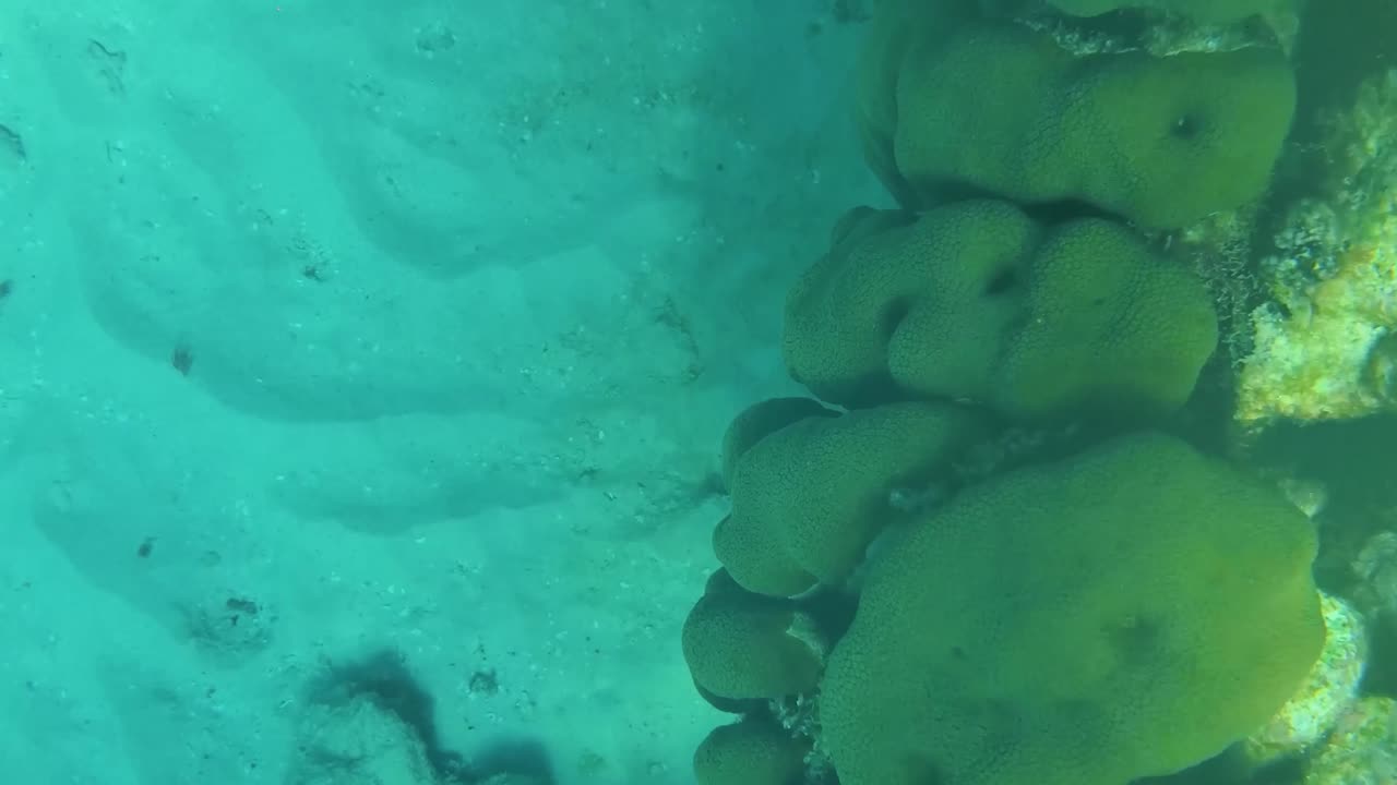Coral and reef fishes underwater top view, caribbean blue water sea Tropical landscape
