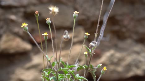 willd flowers in rocks