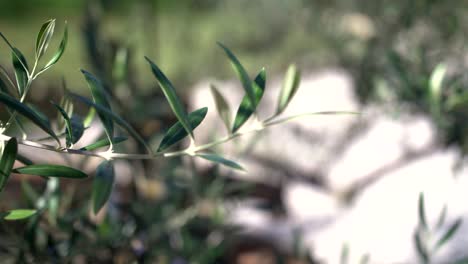 olive tree branch on sunny day