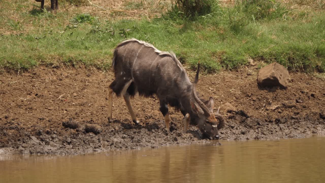 Unique Adult male Nyala with dramatically broken horn drinks water