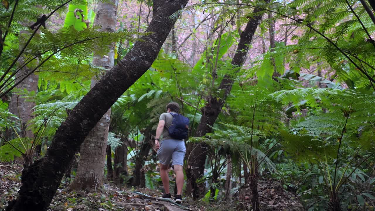 포레스트 파크에서 30대 남성 하이커, 모험과 여행, 남성 배과 함께 열대 평화로운 푸른 숲과 잎자루 사이에서 트레일 하이킹, 생태 관광 개념, 포레스트 공원 자연에서 배 관광 라이프 스타일