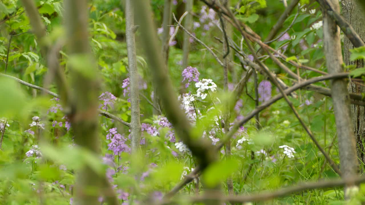 검은 날개를 가진 아름다운 파랑새가 배경에 보라색과 흰색 꽃이 있는 나뭇가지에서 이륙합니다