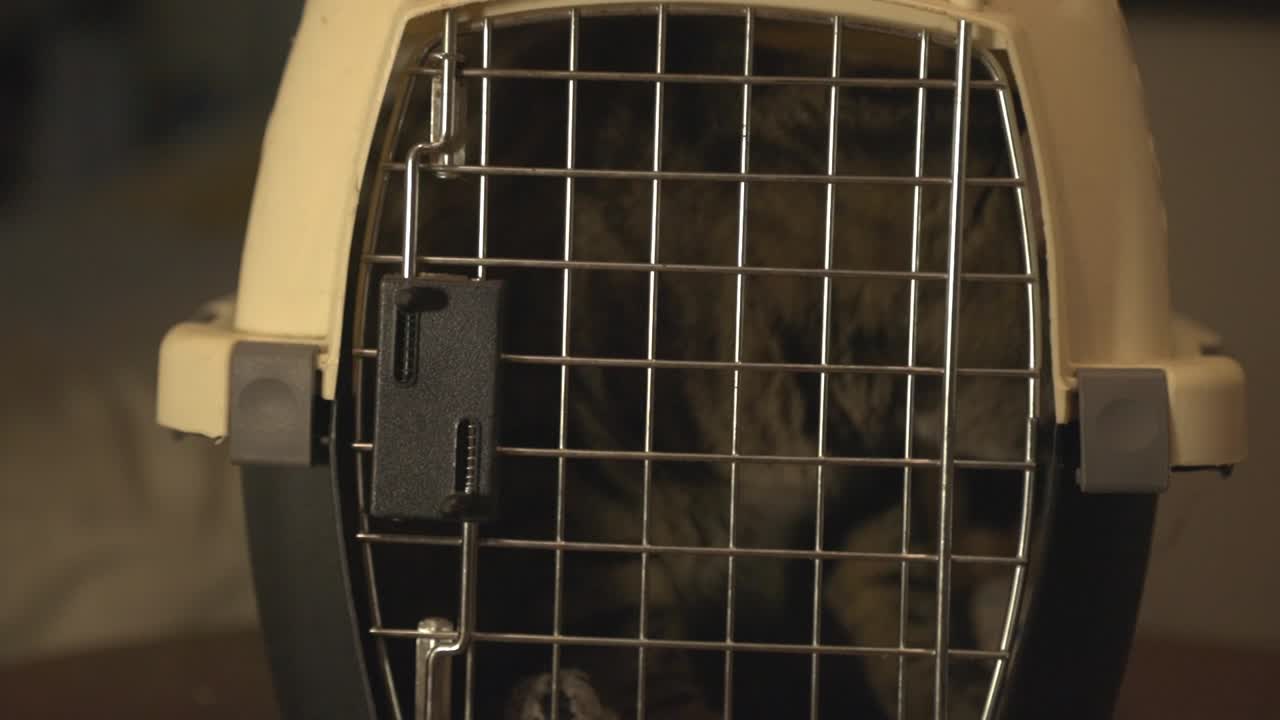 Gestreifte Katze in der geschlossenen Tiertransportbox.