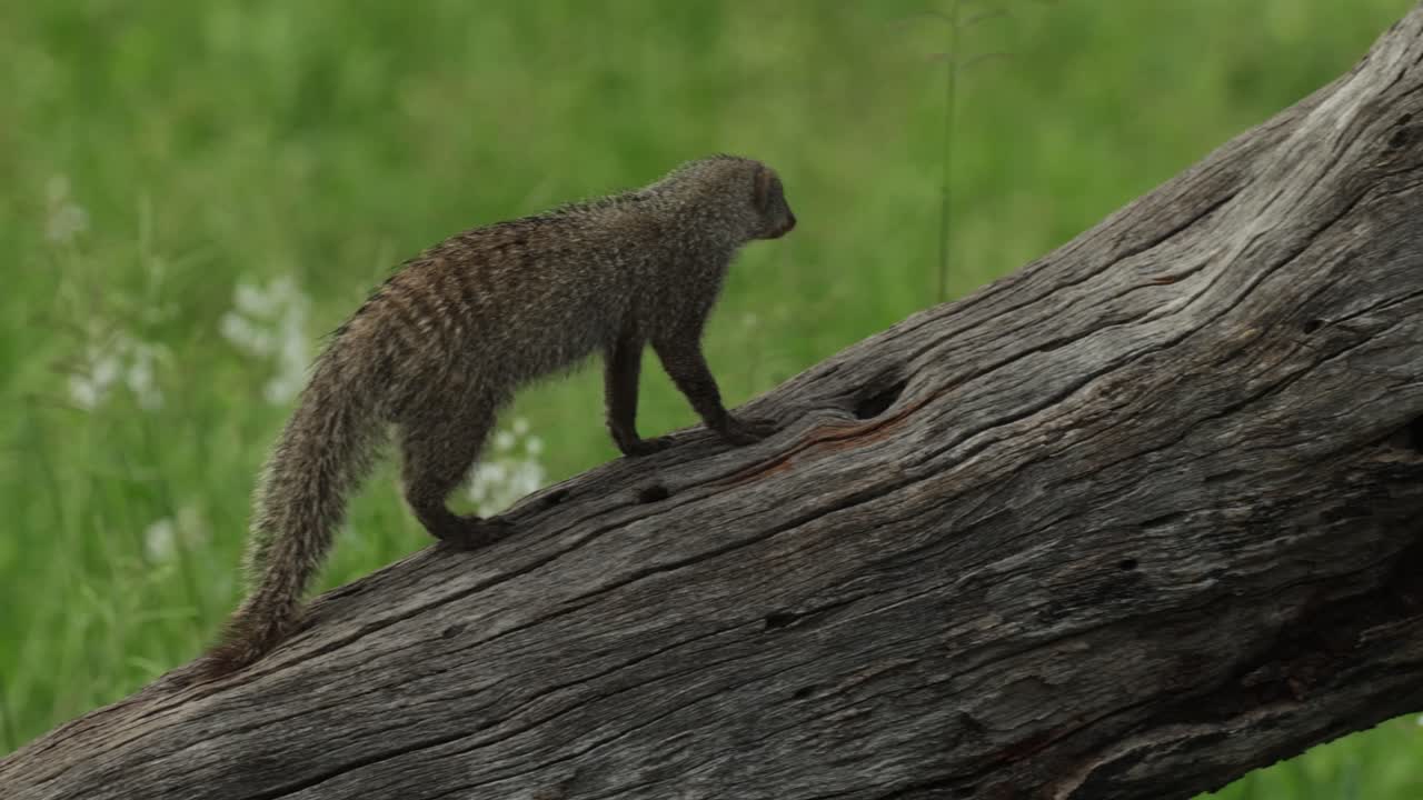 A banded mongoose climbing onto a fallen dead tree and is getting chased away by a dwarf mongoose, Savuti Botswana