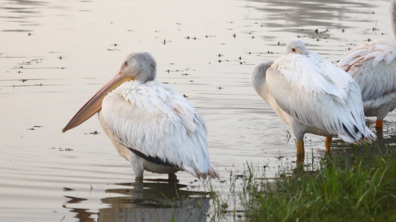 Este é um vídeo de vários pelicanos descansando durante a migração de inverno