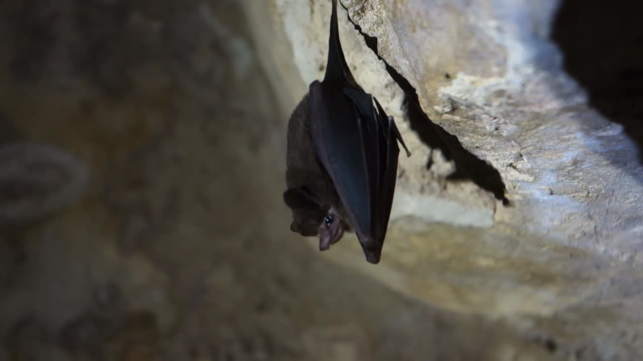 крупным планом фруктовые летучие мыши в пещере в храме майя в гватемале