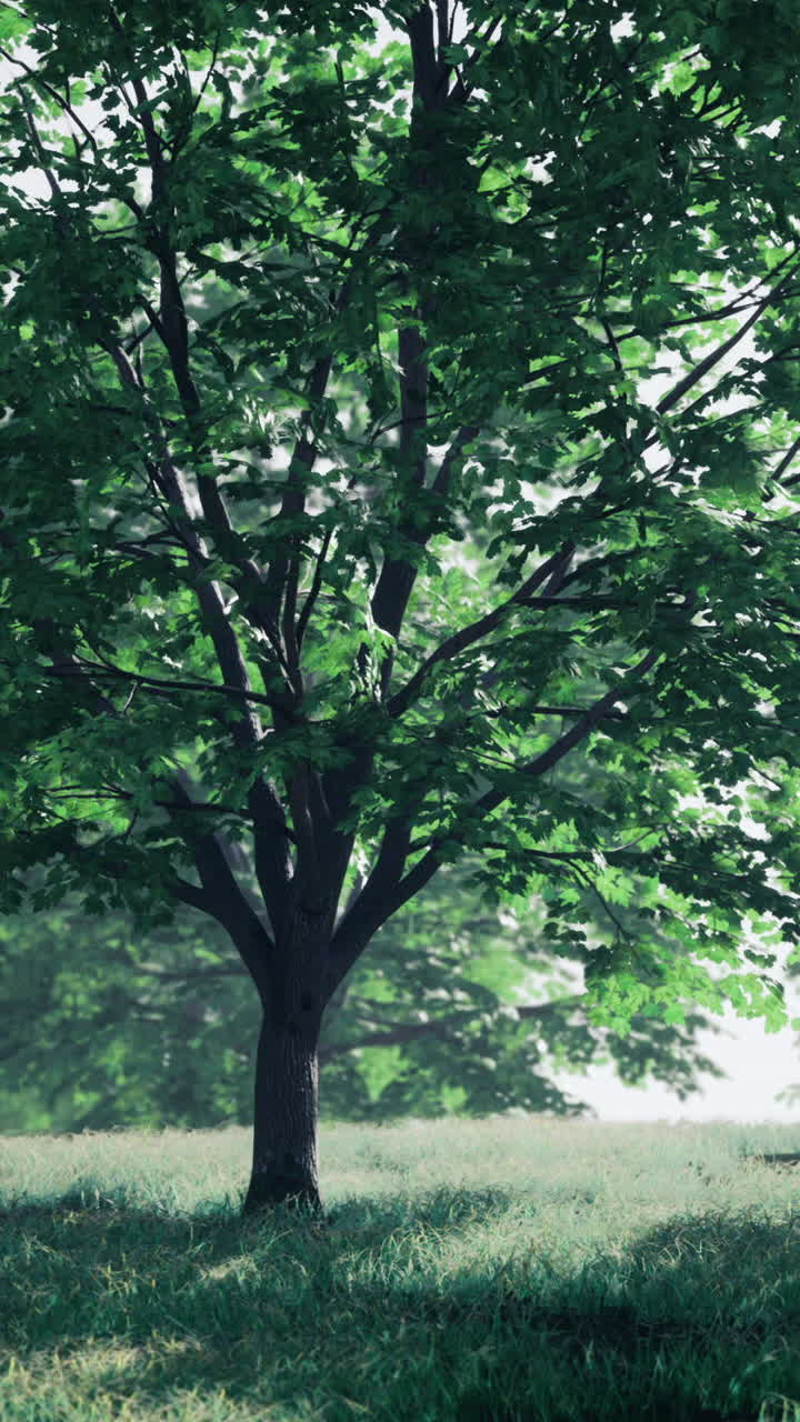 Calm countryside environment with lush foliage and soft light