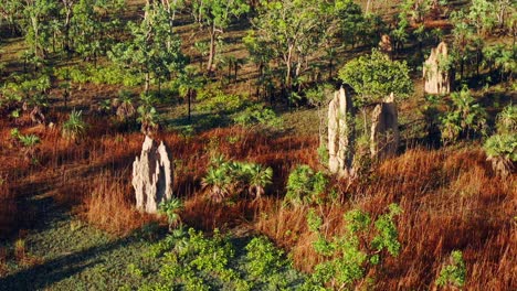 towering century-old termite mounds at litchfield national park, northern territory, australia