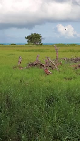 tropical escape, exploring wildlife and green meadow, tilt up