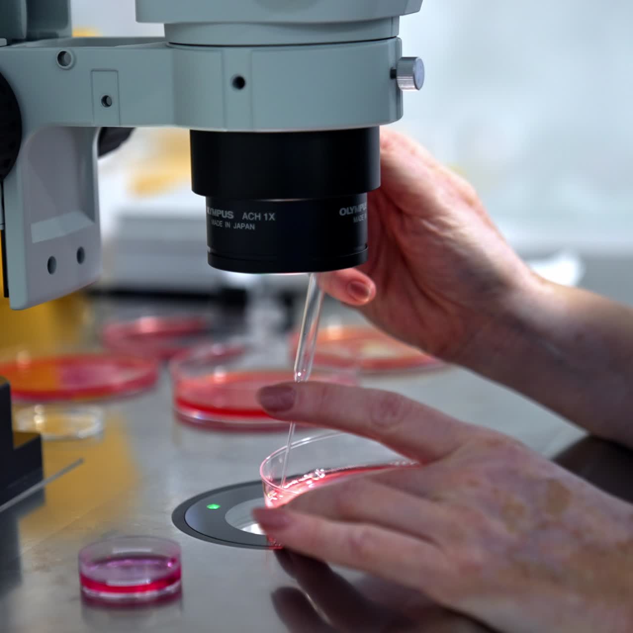 Medic working with the Petri dishes and long dropper. The procedure of IVF under the microscope. Close up