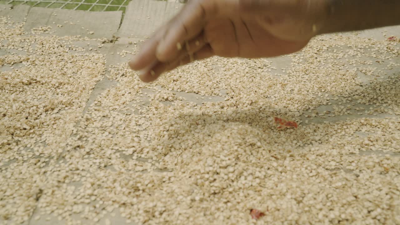 베이비 벨 페퍼 수거 식물은 땅에 들어갈 준비가되어 있습니다. 신선한 건강한 작물의 재배와 재배.