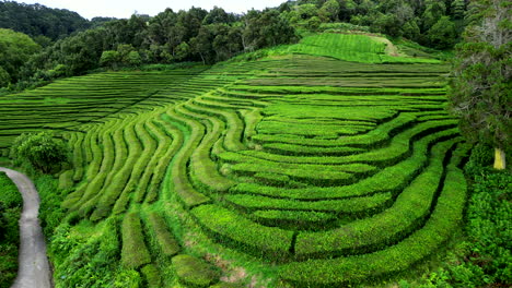 Campos-De-Té-En-Las-Islas-Azores