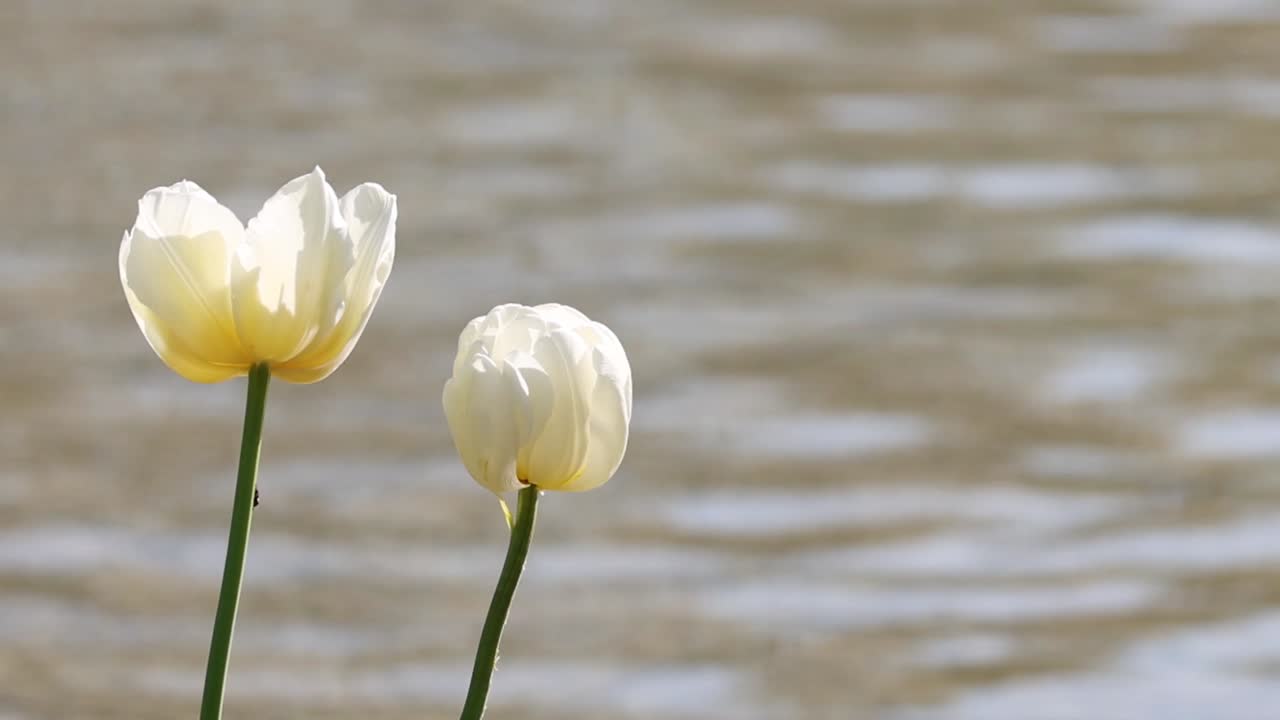 Two white tulips gracefully sway against a backdrop of softly rippling water, capturing a serene moment in nature.