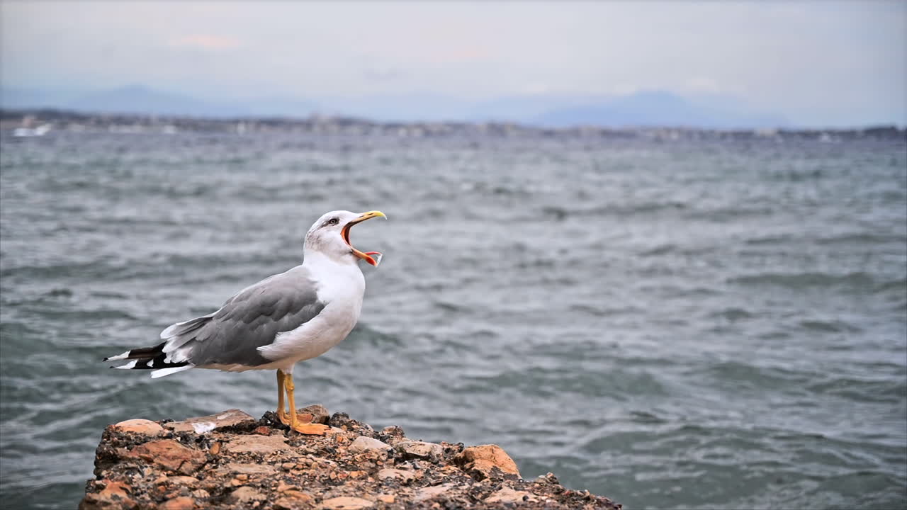 Nærbillede af en måge på en klippekyst med havet i baggrunden. Slow motion