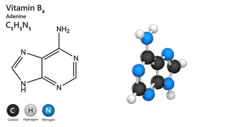 Vitamina B4 (Adenina)