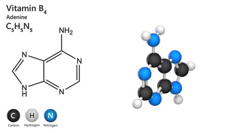 vitamin b4 (adenine)