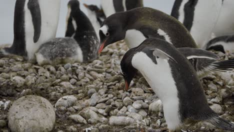 Gentoo-penguin-is-stealing-rock-from-a-nest-with-an-angry-mum-and-chicks