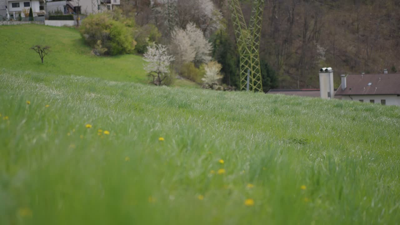 niña recogiendo flores en el campo en 4k