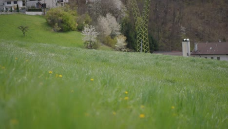 girl picking up flowers on the field in 4k