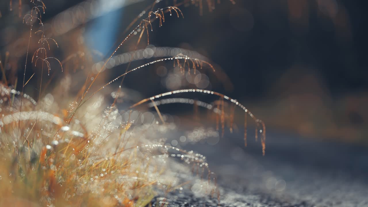 숲길 의 건조한 풀의 클로즈업