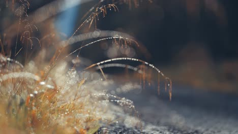 a close-up shot of the dry grass on the side of the forest road