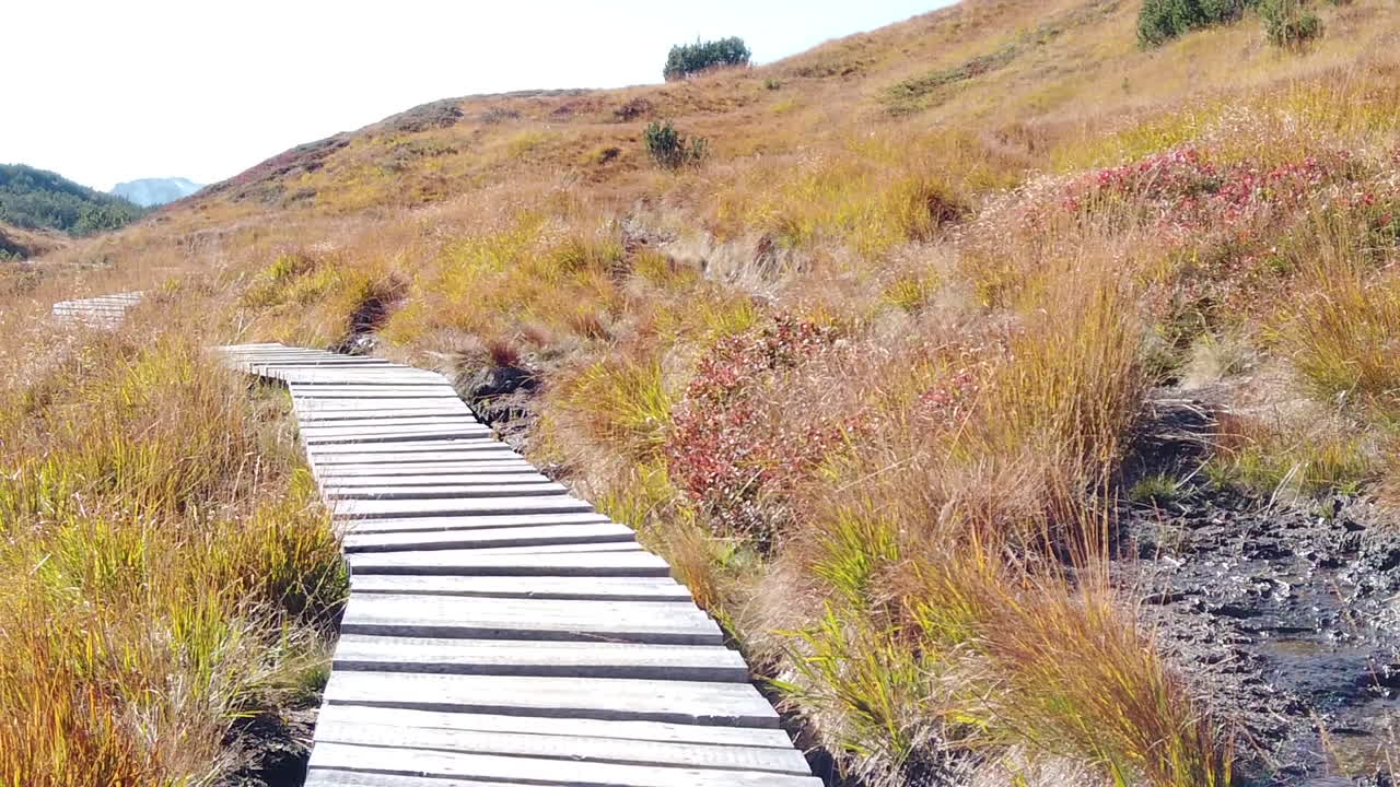 측면에 야생 딸기가 있는 공원의 나무 길이 있는 비겐제 산