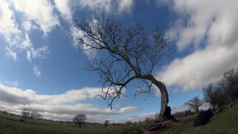 Los-Cúmulos-Blancos-Se-Aceleran-En-Un-Lapso-De-Tiempo-Que-Muestra-Un-Viejo-árbol-Doblado-En-El-Campo-De-Warwickshire-Con-Ovejas-Pastando-Alrededor