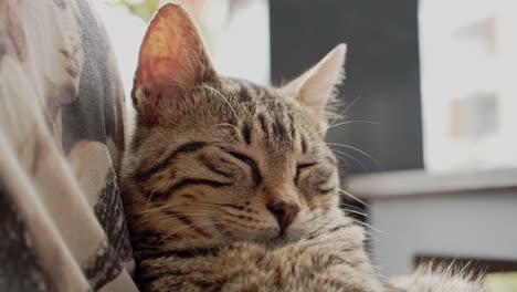 Sleeping-fluffy-cute-can-in-Cyprus-island,-close-up-view