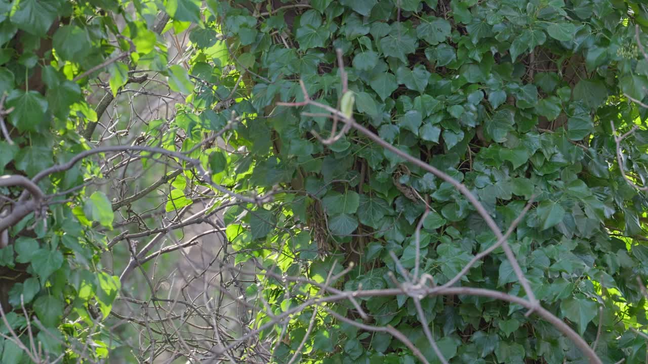 나무, 나무 가지가 오르는 아이비로 여 있습니다.