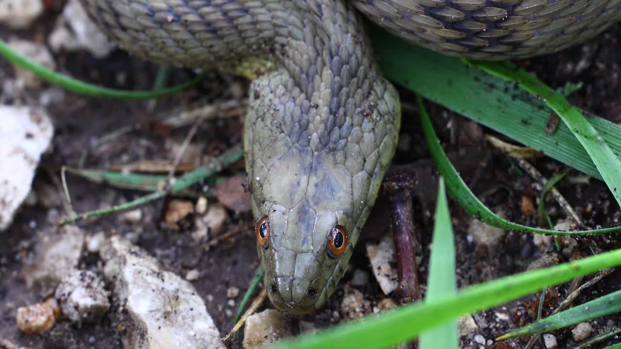 Static video of a Diamondback Water Snake(nerodia rhombifer), Camera is position above the snake from the front. The snake takes a few heavy breaths
