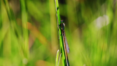 An-insect-perches-on-the-vibrant-green-grass,-delicately-navigating-its-way-through-the-blades-as-it-goes-about-its-tiny-insect-life