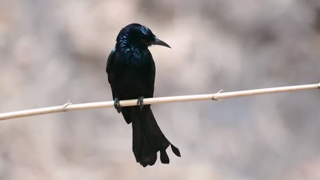 Der-Haarhauben-Drongo-Oder-Ist-In-Asien-Ein-Vogel-Aus-Der-Familie-Der-Dicruridae,-Der-Mit-Dicrurus-Bracteatus-Oder-Spangled-Drongo-Konspezifisch-War,-Bei-Dem-Es-Schwierig-Sein-Kann,-Ihn-Voneinander-Zu-Unterscheiden