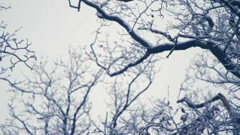 light first snow covering the dark tangled branches in the tree crowns