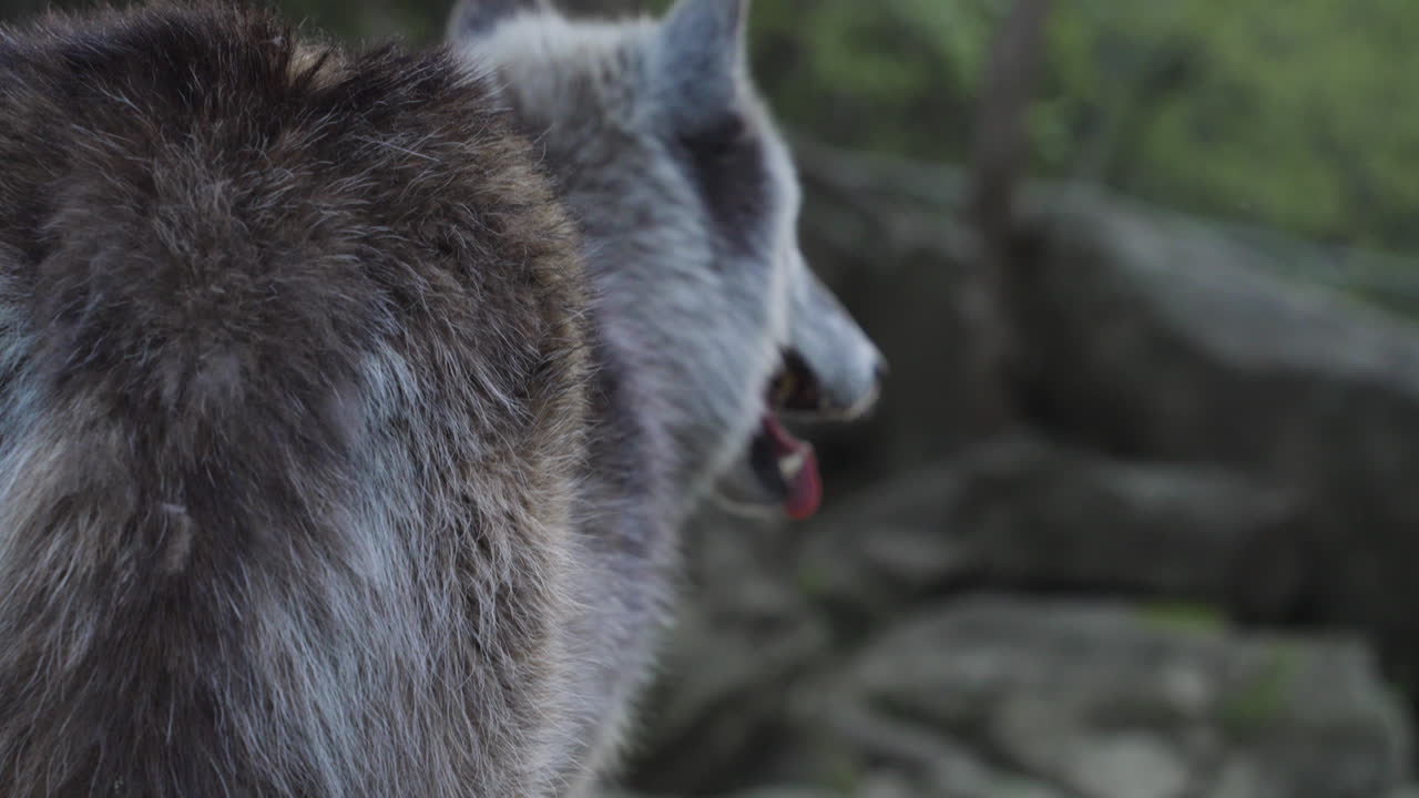 disparado desde detrás de un lobo gris de pie junto a un río
