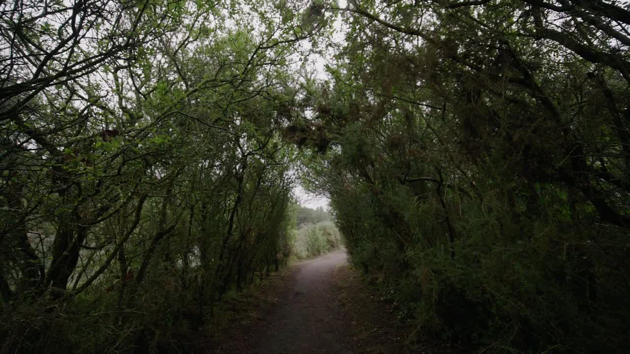 POV Moving Through Tree Lined Path Shaded From The Sky. Slow Motion