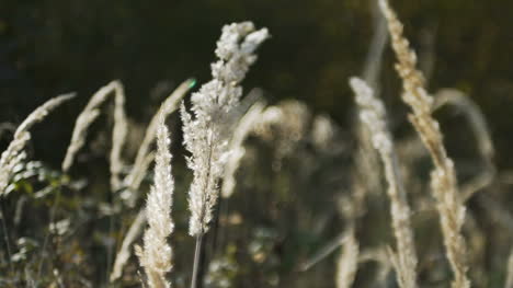 Sunset-Through-The-Reeds-Silver-Feather-Grass-Swaying-In-Wind-1